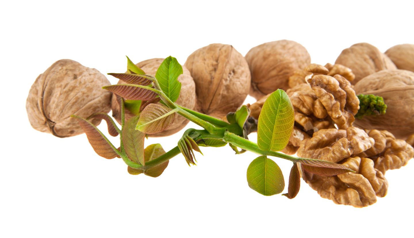 Nueces: Aliadas de la Mujer