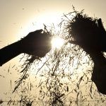 Five millions of Yemenis lack access to sufficient food