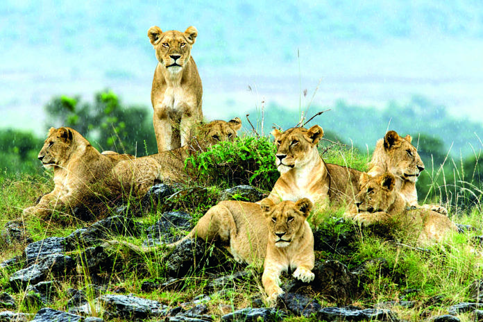 Angama Safari Camp