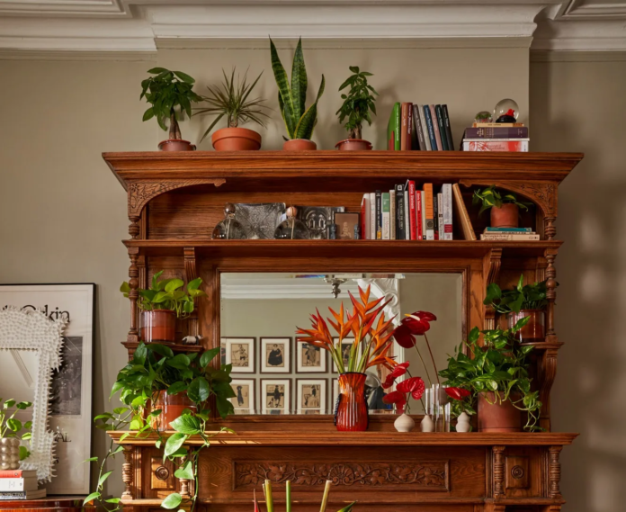 Plantas tendencia