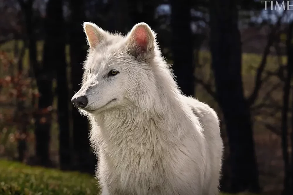Dan vida al lobo huargo de Casa Stark en serie 'Juego de Tronos', extinto hace 13.000 años 5 17441022476759 1 edited