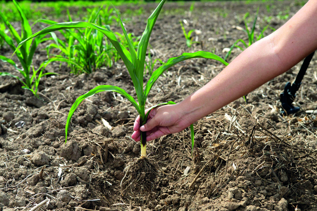 Nestlé® y la agricultura regenerativa un camino hacia la sostenibilidad desde el suelo 1 Nestlé®