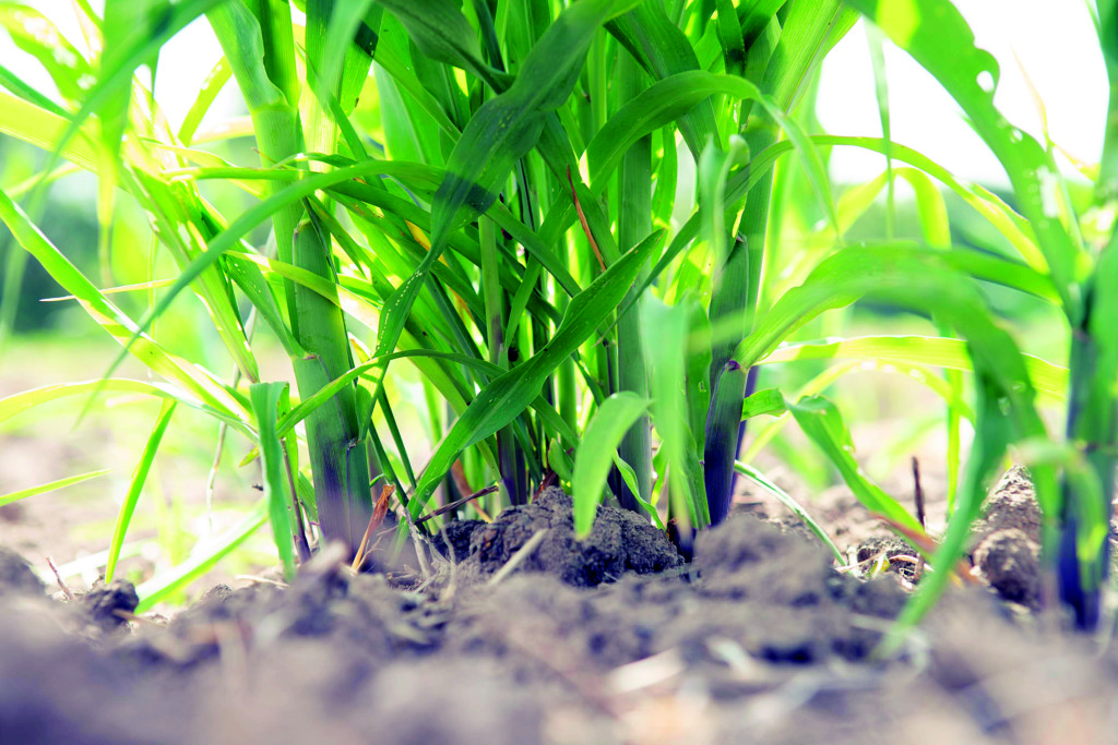 Nestlé® y la agricultura regenerativa un camino hacia la sostenibilidad desde el suelo 3 DSC7751