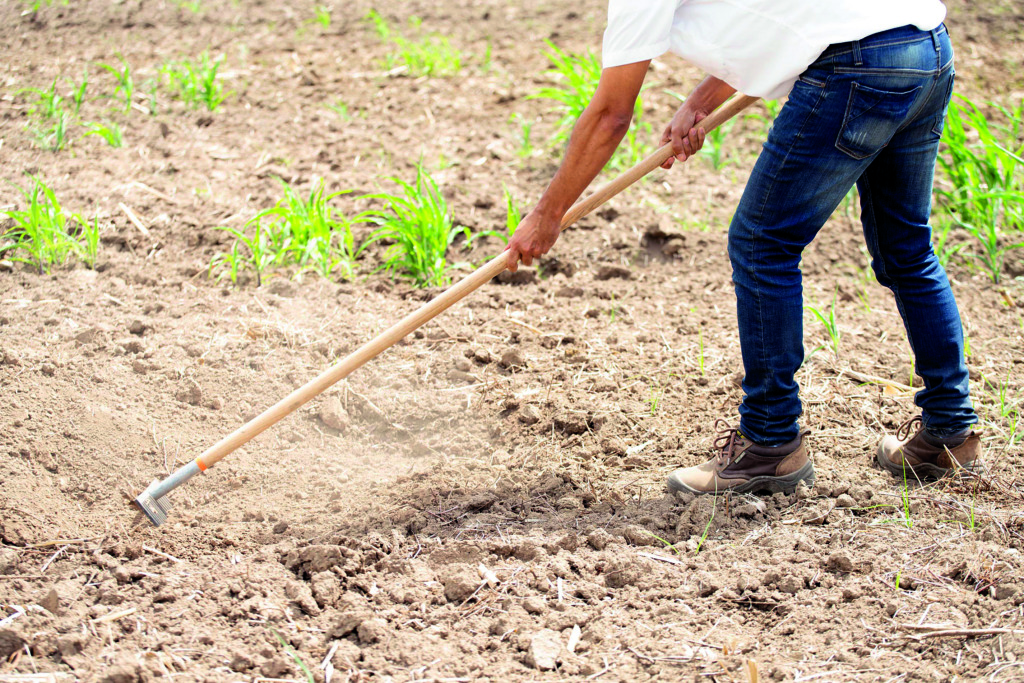 Nestlé® y la agricultura regenerativa un camino hacia la sostenibilidad desde el suelo 2 DSC7789