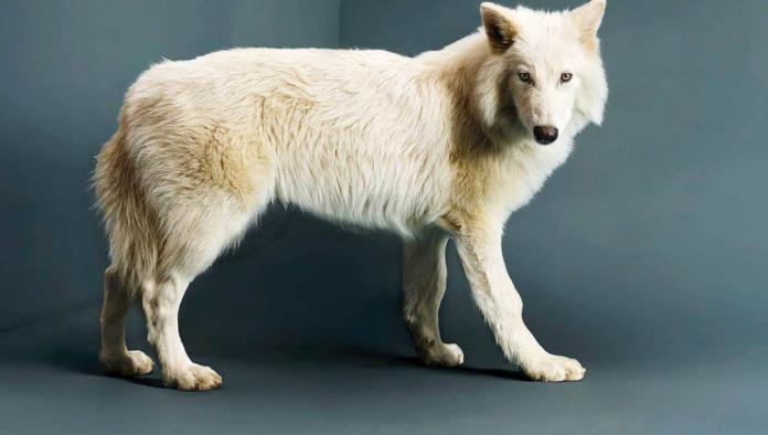 Dan vida al lobo huargo de Casa Stark en serie 'Juego de Tronos', extinto hace 13.000 años 3 e09a05fb 0cfa 4f66 b0e6 fe39a69ce7bc 3ab30c1d focus 0 0 696 394