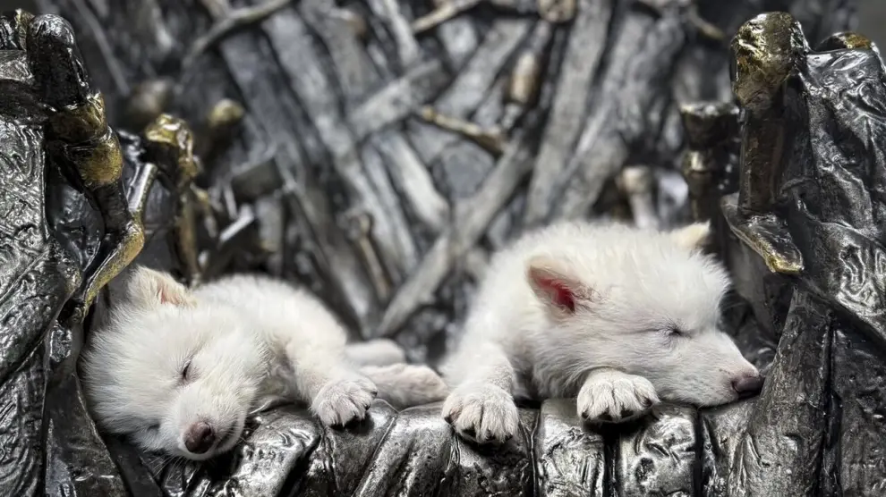 Dan vida al lobo huargo de Casa Stark en serie 'Juego de Tronos', extinto hace 13.000 años 6 lobo huargo