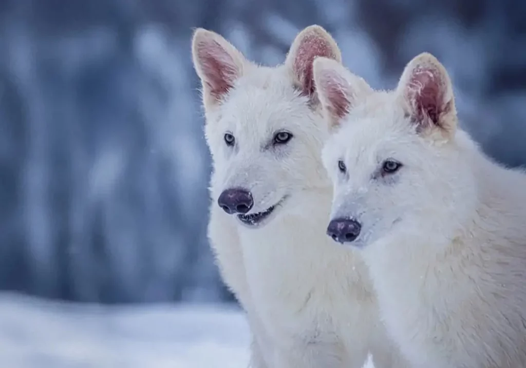 Dan vida al lobo huargo de Casa Stark en serie 'Juego de Tronos', extinto hace 13.000 años 4 sei246690536 RMOZfD37Veldlm8nrfjtR7N