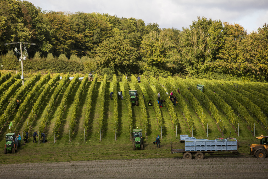 Domaine_Evremond_Harvest_2020_116_1129 jardin