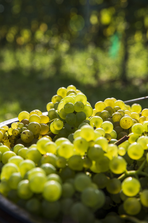 Domaine Evremond: esa primera vez en el Jardín de Vinos de Inglaterra 3 Domaine Evremond Harvest 2020 164 1235