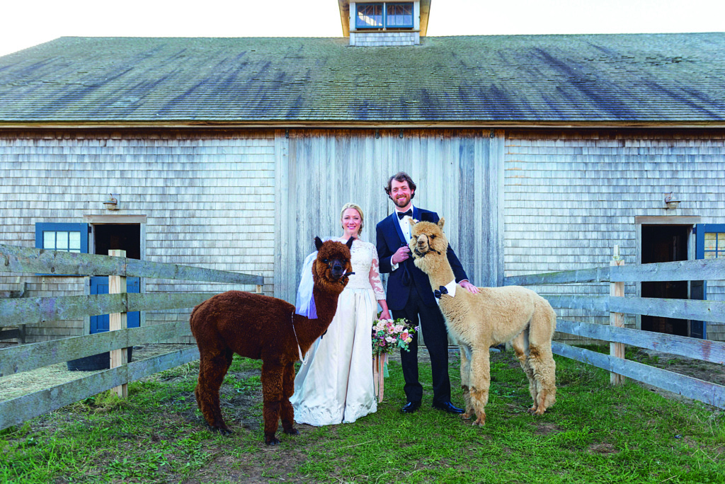 Island Alpaca Farm el lado mas suave de la isla: Lana, Calma y Carisma Animal 1 Alpacas