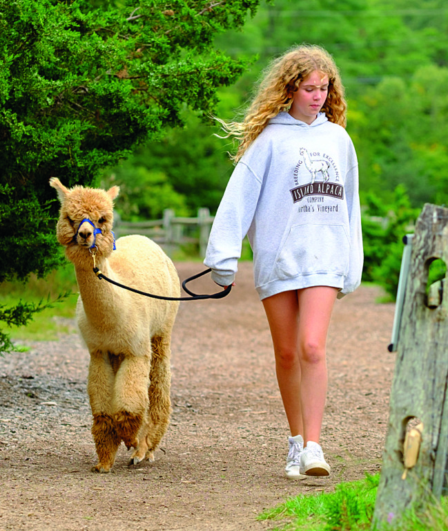 Island Alpaca Farm el lado mas suave de la isla: Lana, Calma y Carisma Animal 4 Alpaca Walk Cropped