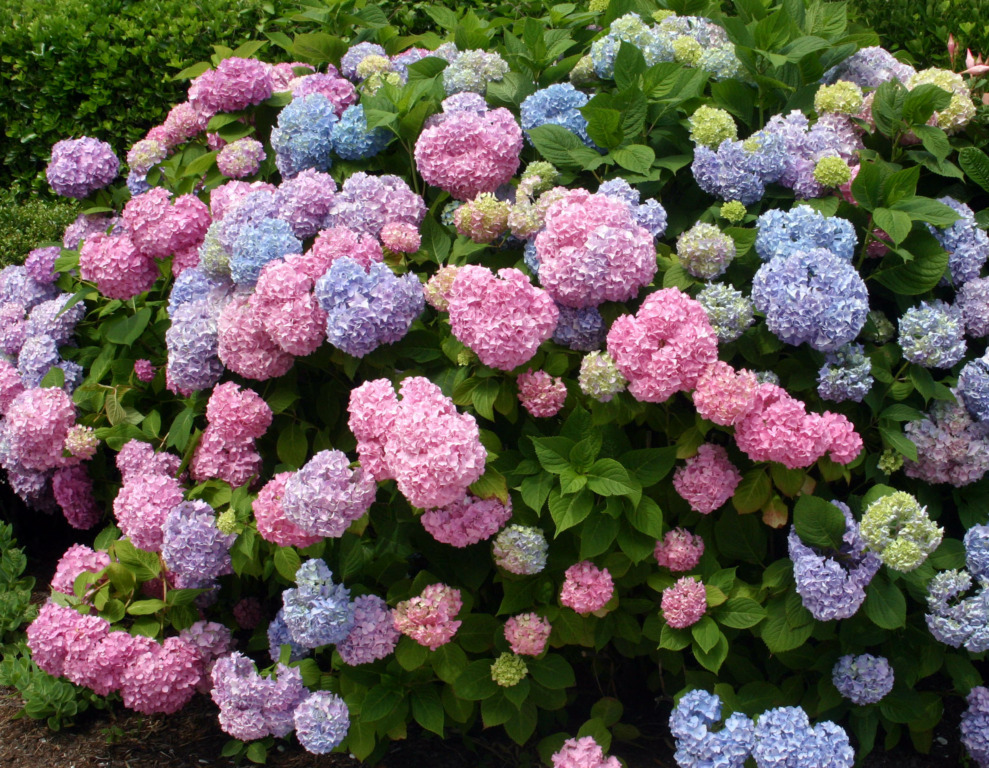 Unas islas llenas de hortensias y rosas 1 Galvin.300.Pink Hydrangeas