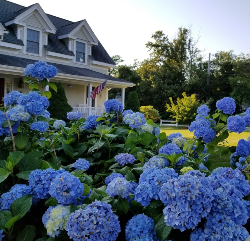 Unas islas llenas de hortensias y rosas 3 HYDRANGEAS at ENTRY to CHATHAM BARS INN CHATHAM credit Greta Georgieva 2