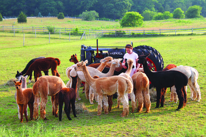 Island Alpaca Farm Alpaca