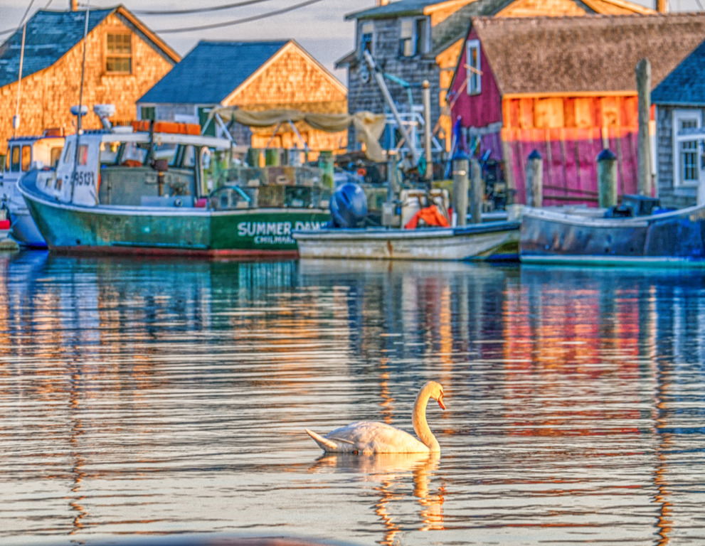 Jaws 50th Anniversary 1 NEW menemsha swan