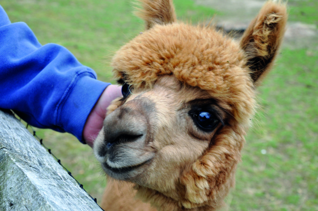 Island Alpaca Farm el lado mas suave de la isla: Lana, Calma y Carisma Animal 2 Alpacas