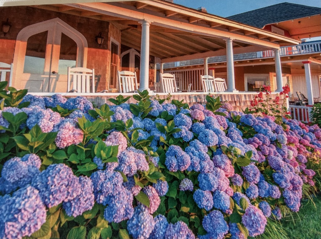 Unas islas llenas de hortensias y rosas 4 hydrangeas michael blanchard
