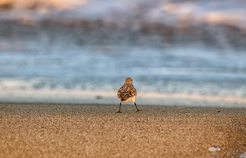 Michael Blanchard: A TRAVES DEL LENTE SANADOR 3 lucy vincect loan sanderling