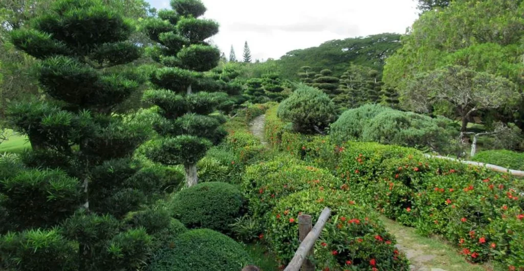 Benjamín Paiewonsky: La visión que floreció en el Jardín Botánico Nacional 4 1314x680px Dr Rafael Ma Moscoso National Botanical Garden 5