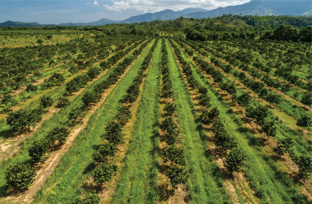 Familia Brache: Sesenta años de historia, valores y el legado que alimenta a la República Dominicana 15 Asset 186 1