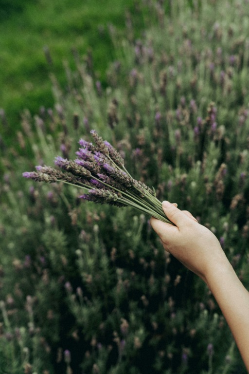 La alquimia orgánica: El arte de la cosmética a base de productos naturales 1 Escencia de lavanda