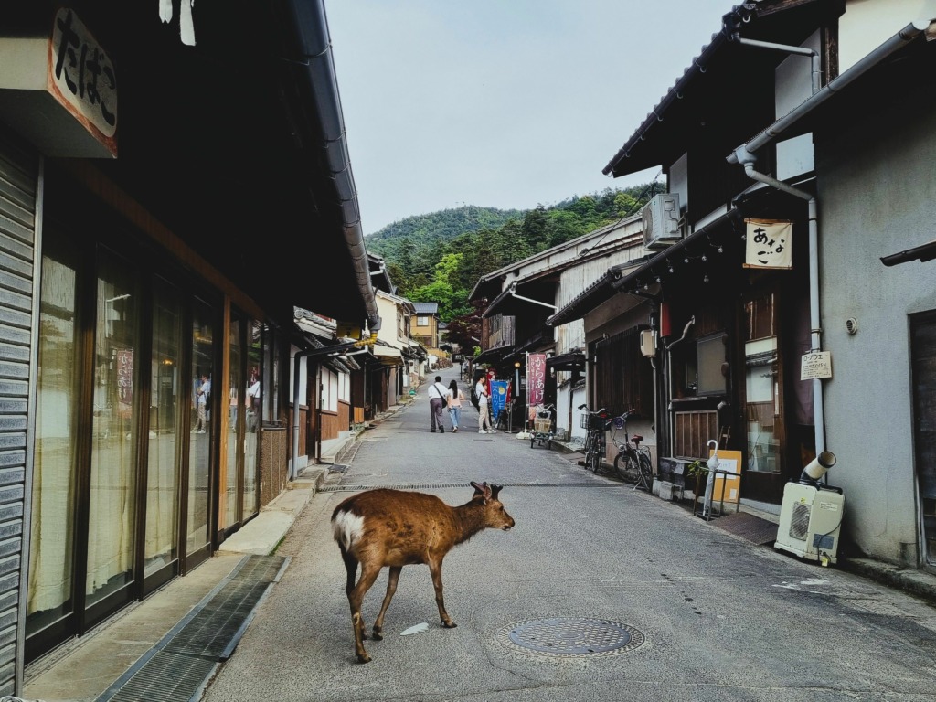 En el templo del tiempo; Nara la cuna sagrada de Japón 4 Las Calles de Nara en Japon