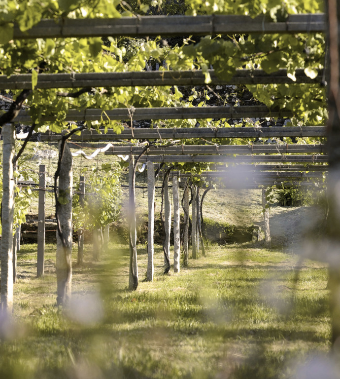 Donde el vino comienza: recorrer los viñedos de Bodega Santiago Ruiz 1 vino