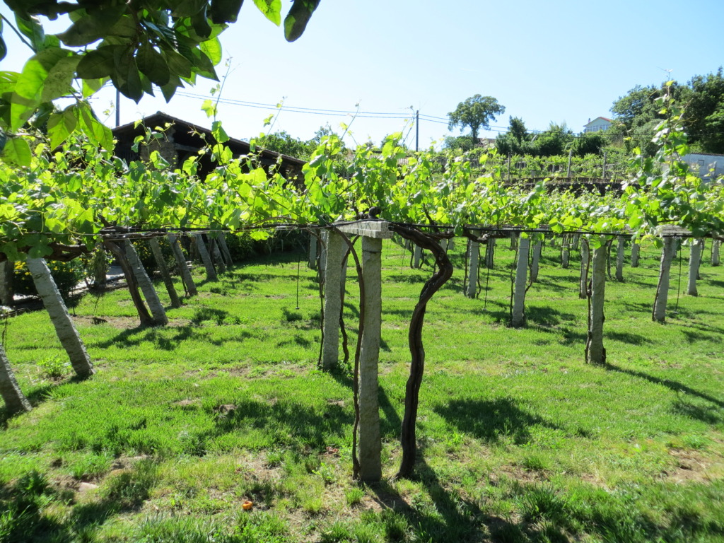 Donde el vino comienza: recorrer los viñedos de Bodega Santiago Ruiz 4 img 3803